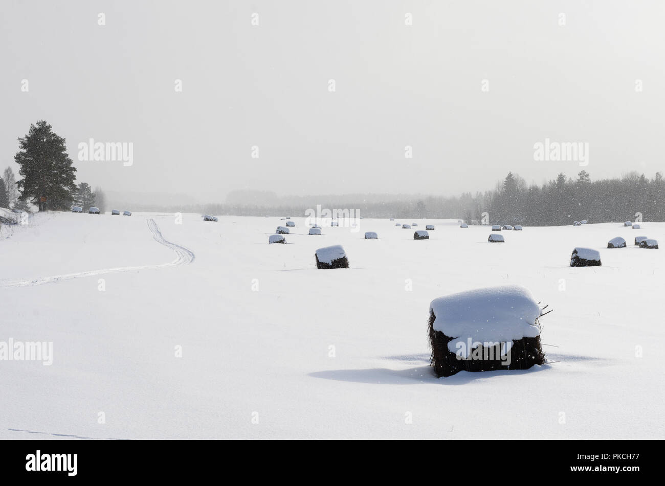 Coperte di neve campo liscio con strada curva nella nebbia e rotoli di fieno in inverno Foto Stock