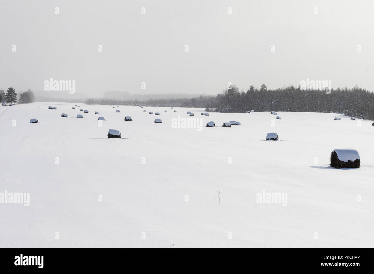 Paesaggio invernale con coperte di neve campo liscio con rotoli di fieno nella nebbia Foto Stock