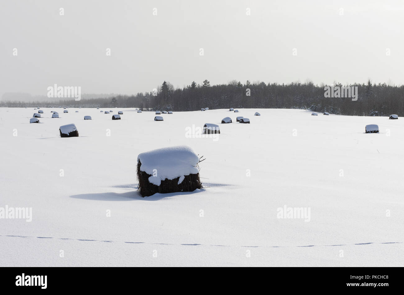Paesaggio invernale con coperte di neve campo liscio con rotoli di fieno sotto cumuli di neve Foto Stock