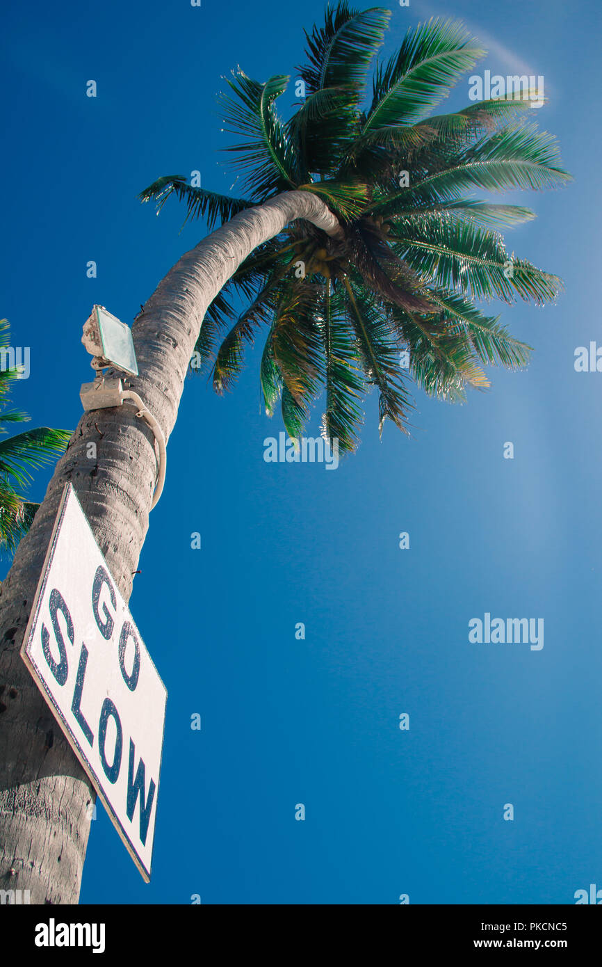 Andare lento segno su Palm Tree in Caye Caulker Belize Foto Stock