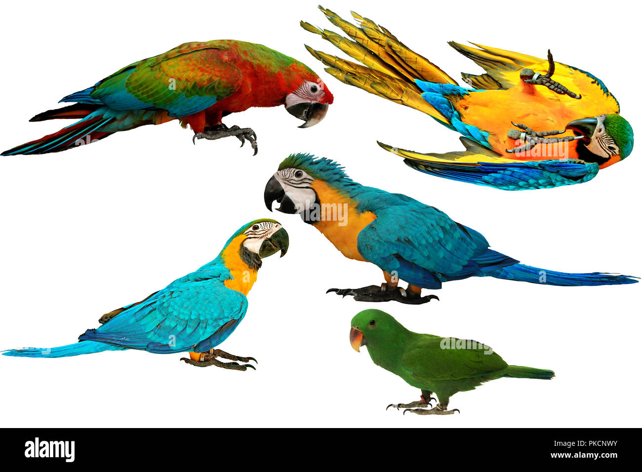 Isolato adorabile e pappagalli colorati come 2 maschio blu e giallo macaw parrot , rosso e blu macaw pappagallo e maschio pappagallo eclectus isolato su bianco bac Foto Stock
