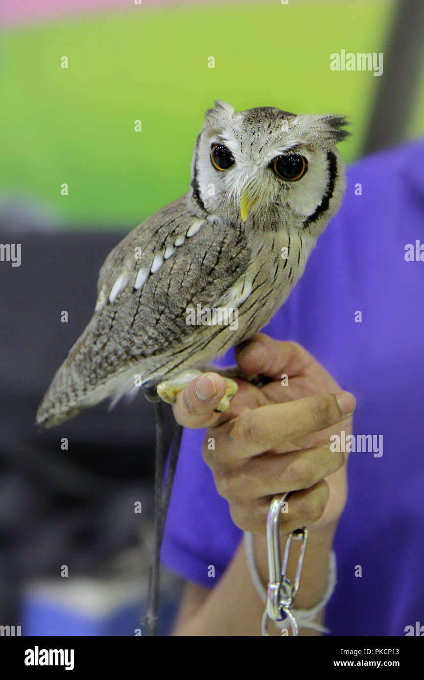 Grazioso piccolo gufo,Sountern Bianco di fronte il gufo ,catturato sul dito indice della mano destra. Foto Stock