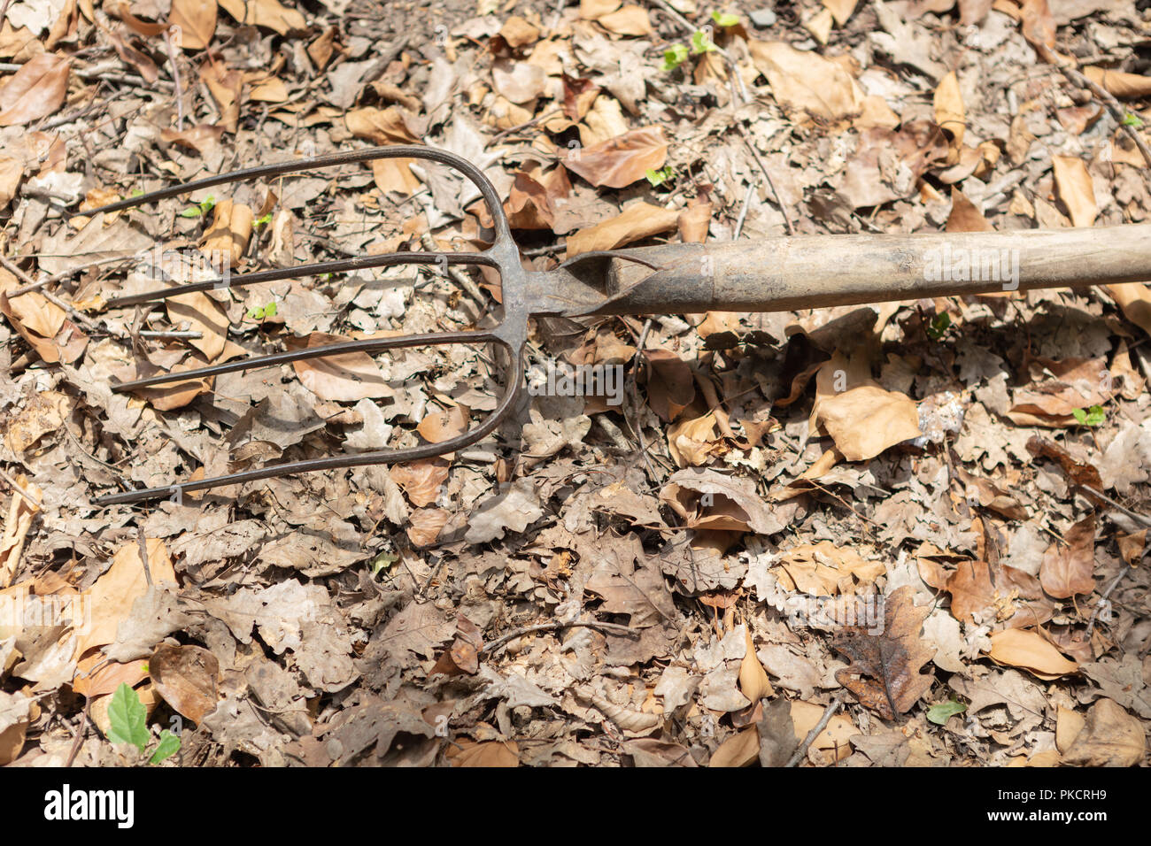 Vecchio classico metallo arrugginito forcone con manico in legno giacente su dead foglie secche Foto Stock