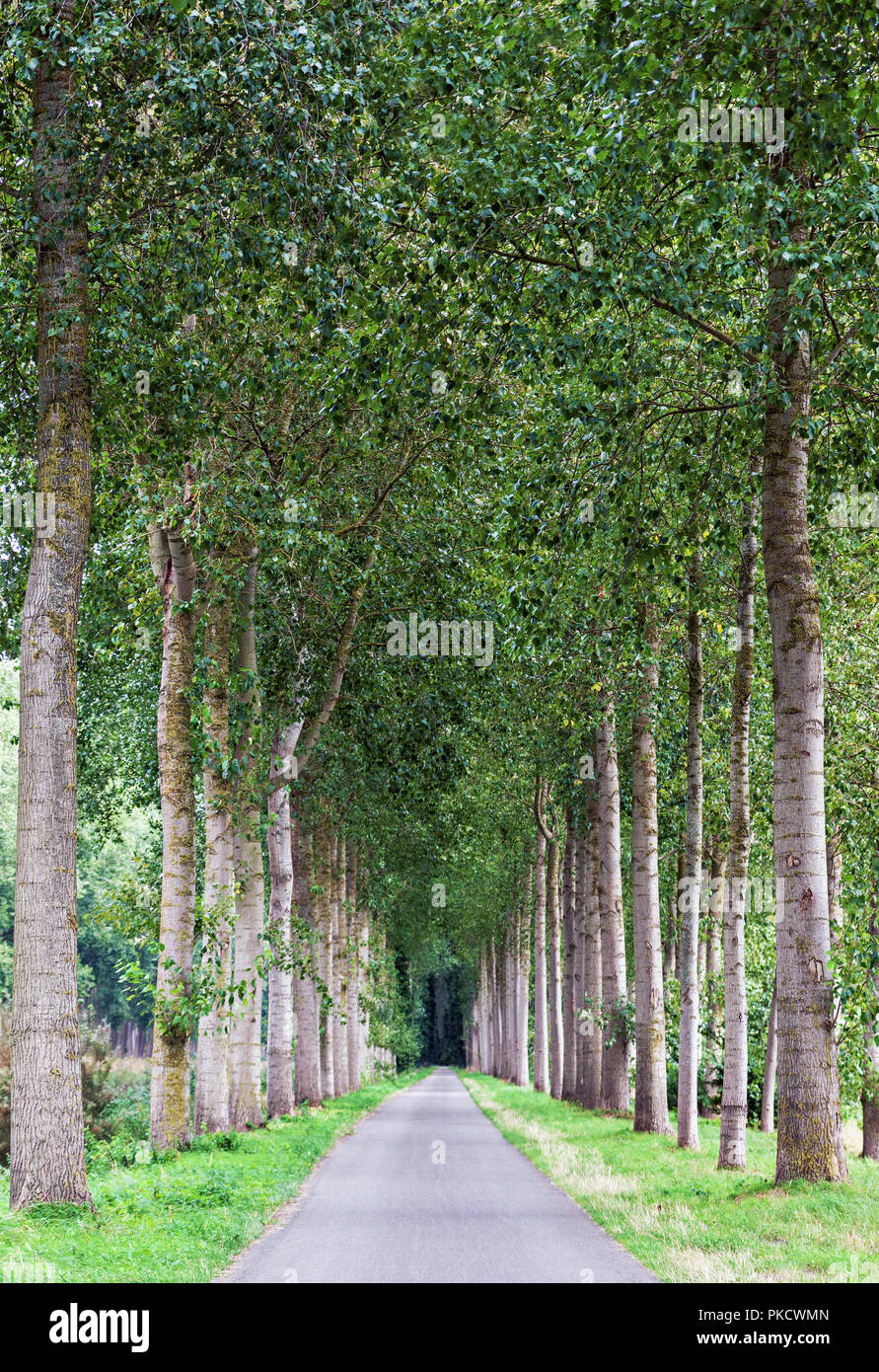 Paese vuota strada fiancheggiata da green tree alley, paesaggio foto con punto di fuga Foto Stock