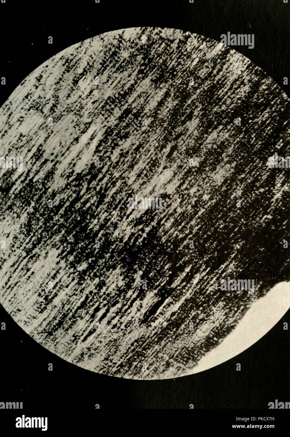 "Legno fossile in arenaria, da una morena in latitudine 85° Sud', c1908, (1909). Artista: sconosciuto. Foto Stock