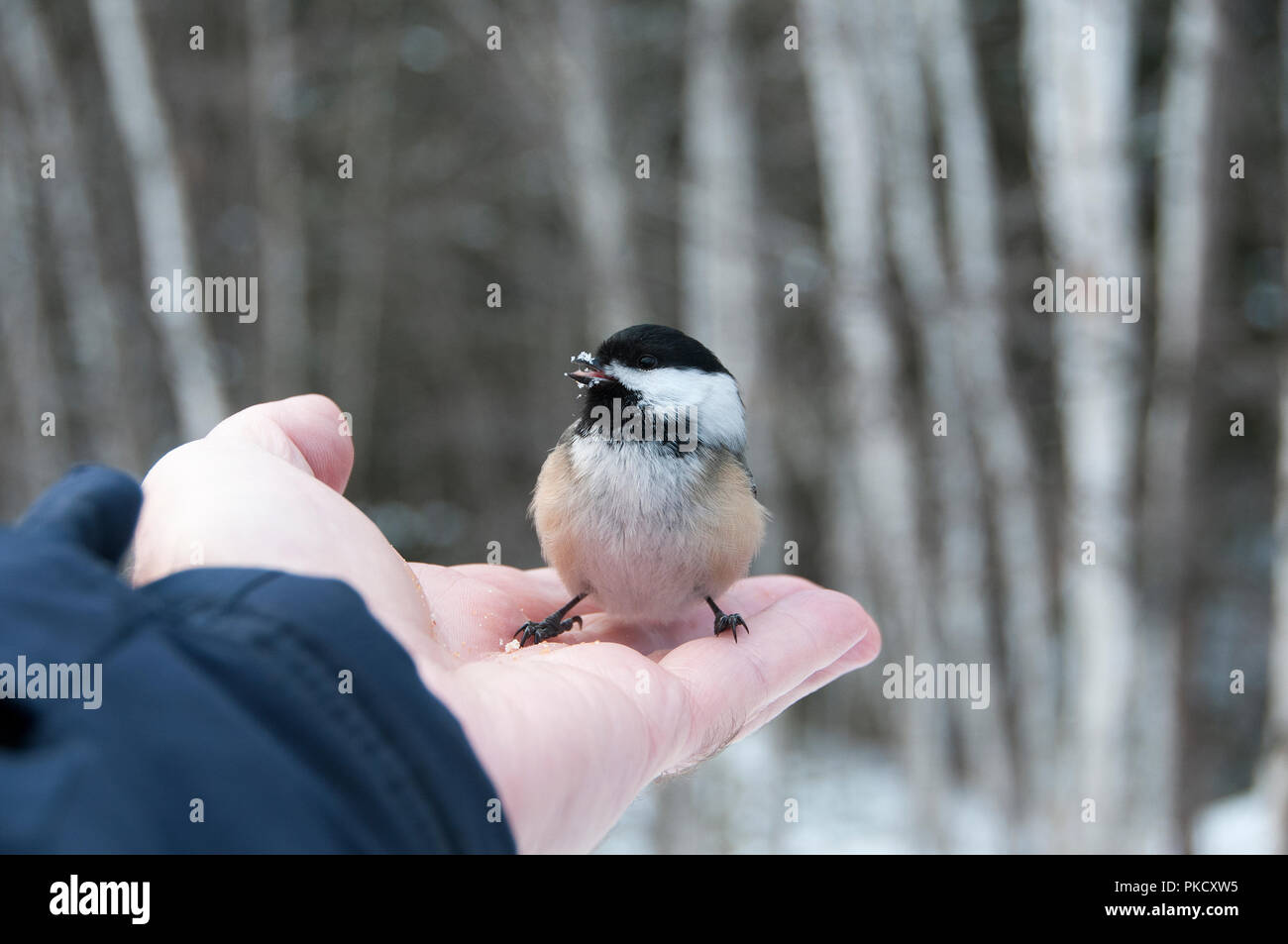 Luisa bird su una mano umana nella foresta con un bokeh sfondo nel suo circostanti e l'ambiente. Foto Stock