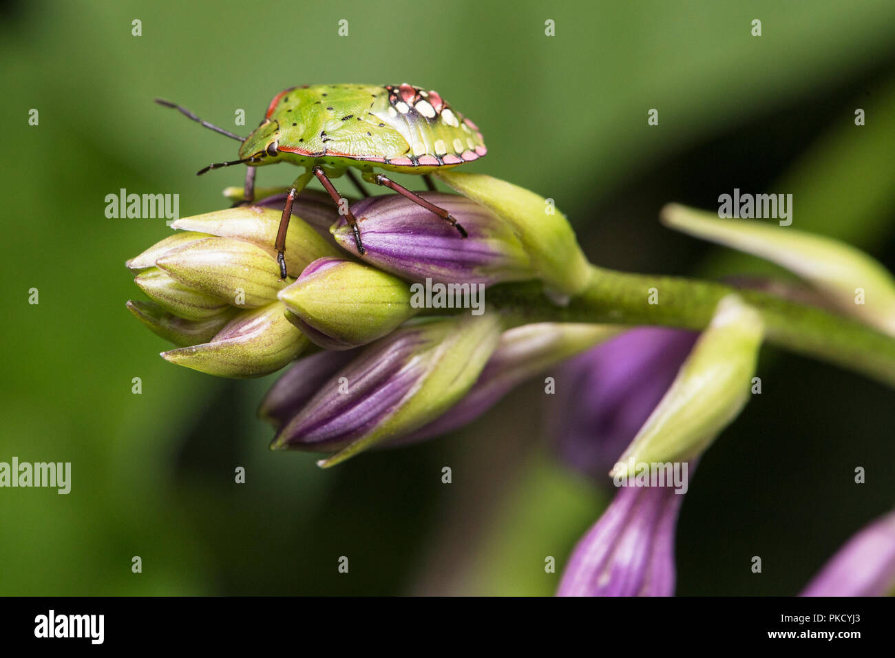 Nezara viridula parassiti vegetali del fiore. Foto Stock