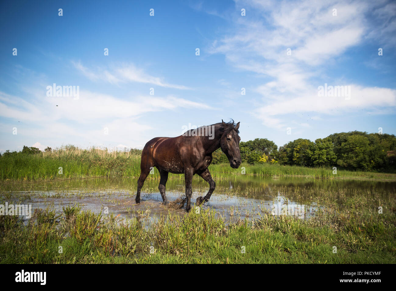 Andando a cavallo attraverso il lago a animal shelter. Foto Stock