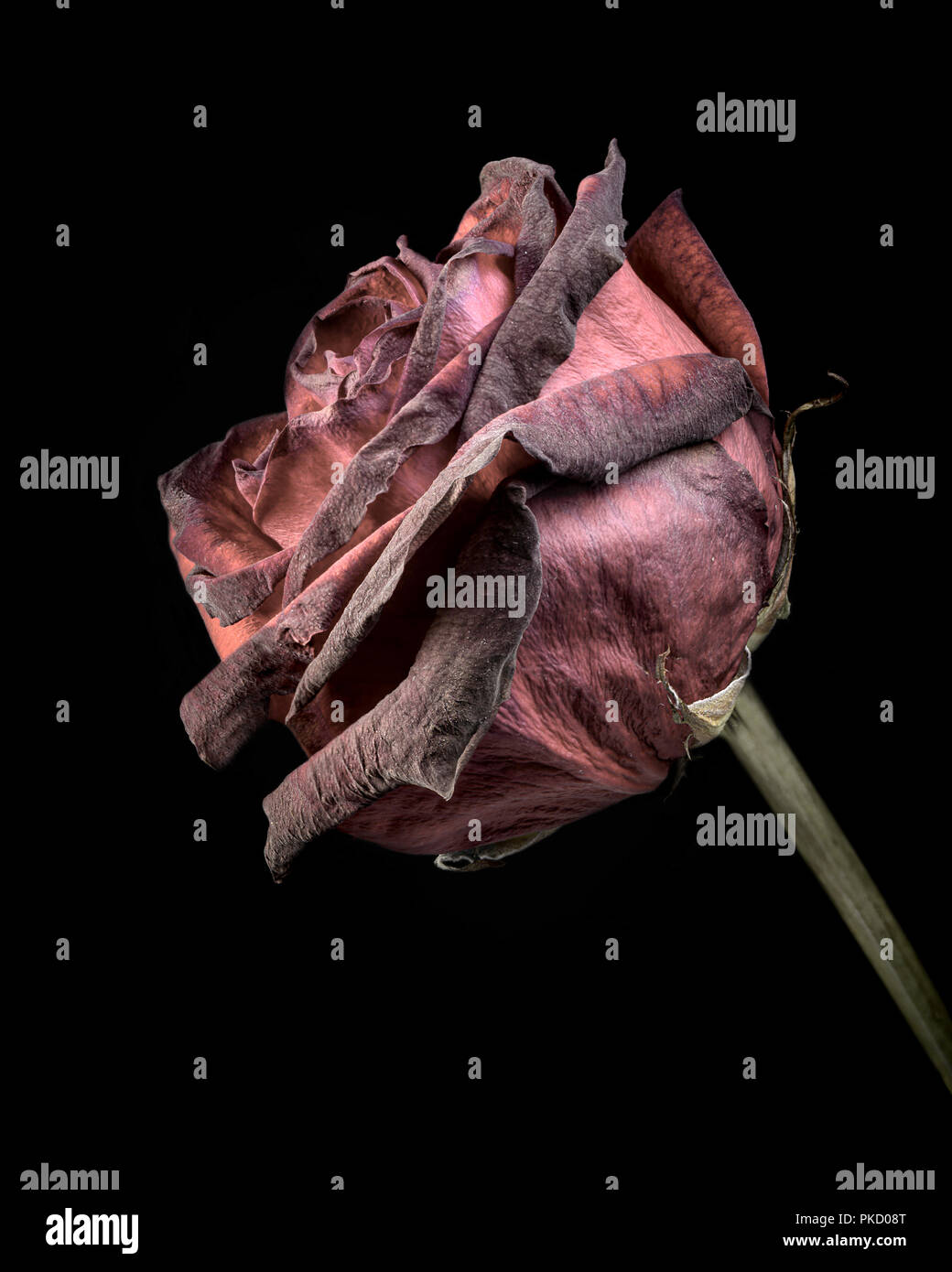 Un morto agasint rosa su sfondo nero per illustrare il concetto di invecchiamento e perdita le speranze e i sogni Foto Stock