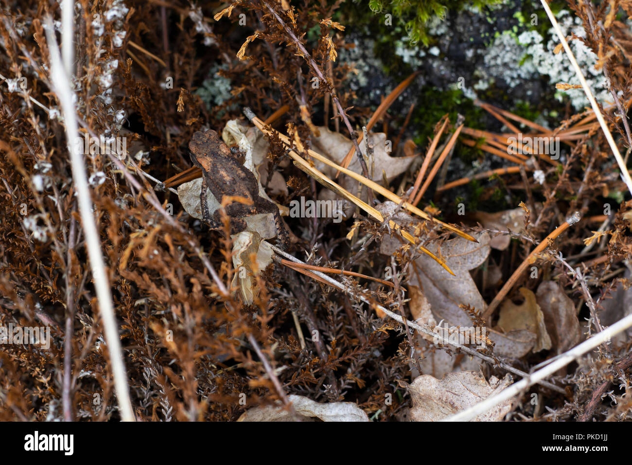 Rana comune camuffato da colorato simile terreno forestale. Foto Stock