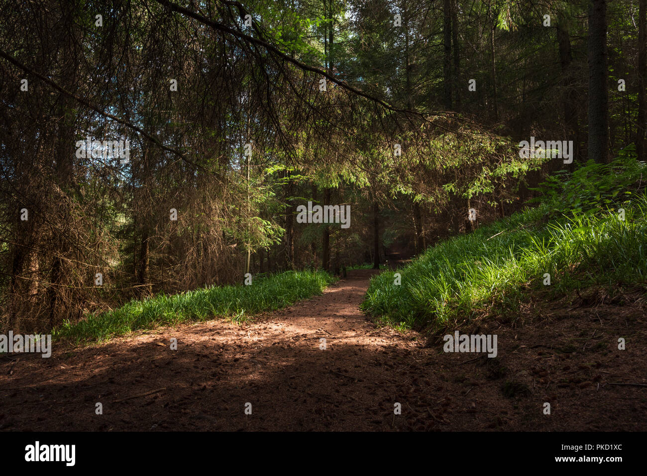 La luce del sole attraverso gli alberi nel bosco su un sentiero di bosco in un sentiero di bosco nella campagna inglese Foto Stock