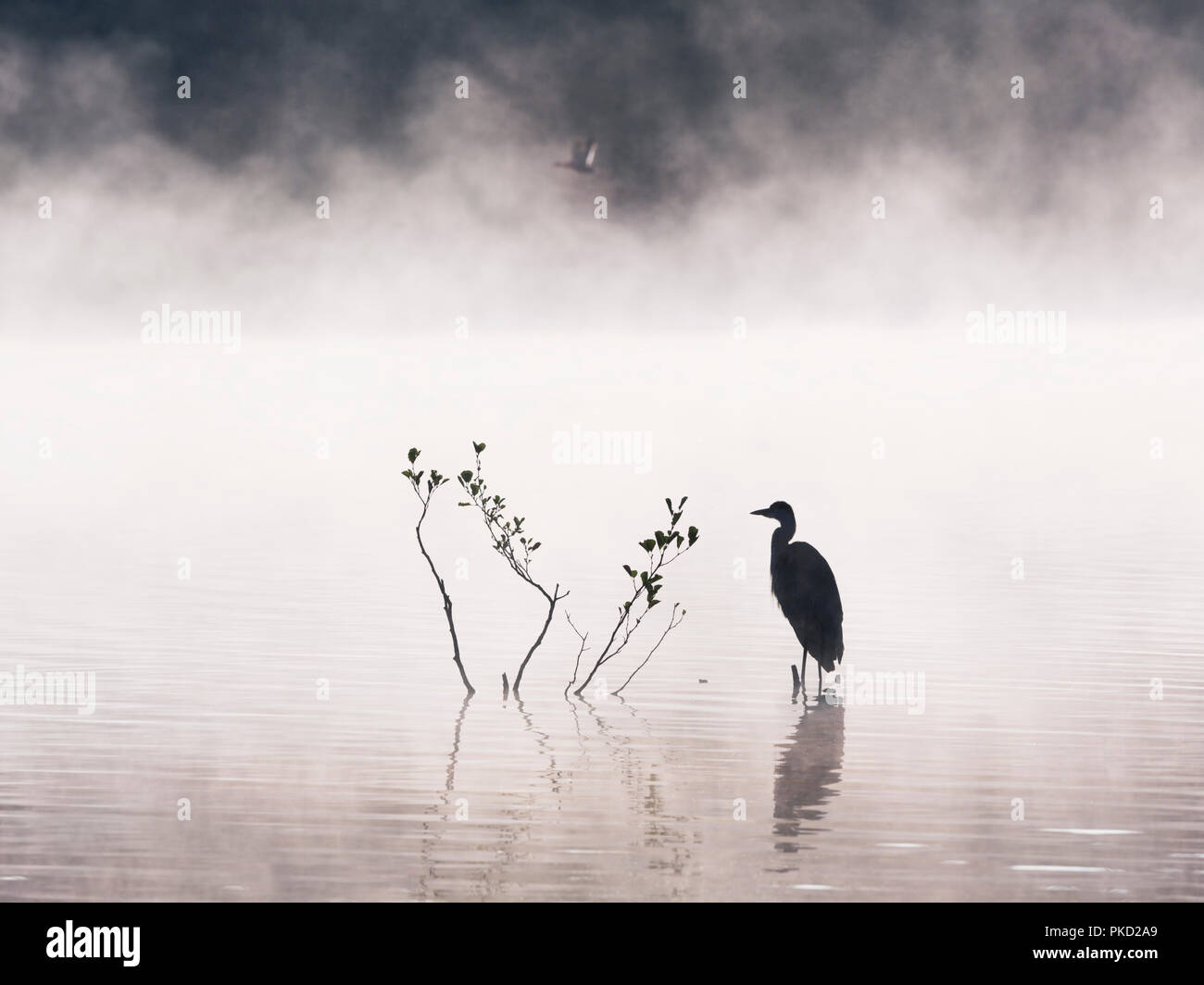 Airone cenerino affacciato su un lago di nebbia con un Mallard duck battenti passato Foto Stock