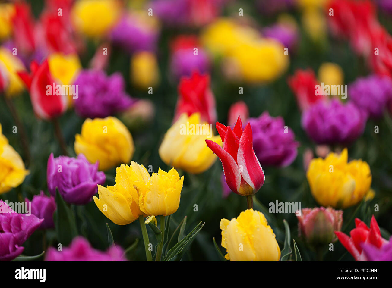 I tulipani in fiore nel giardino mostra in Skagit Valley, WA compresi Pinocchio varietà Foto Stock