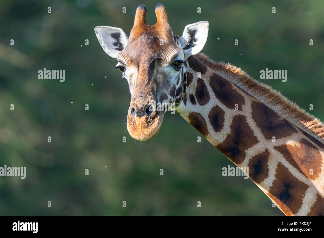 In via di estinzione Giraffa Rothschild Foto Stock