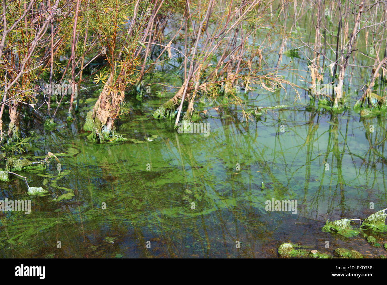 Blu Verde alghe cianobatteri Bloom Foto Stock