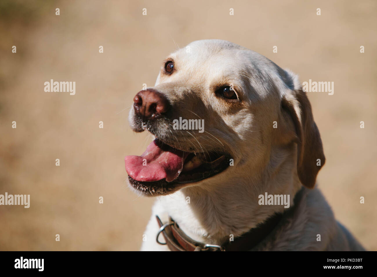 Un ritratto di un felice-cercando giallo Labrador cane cercando con la bocca aperta. Foto Stock