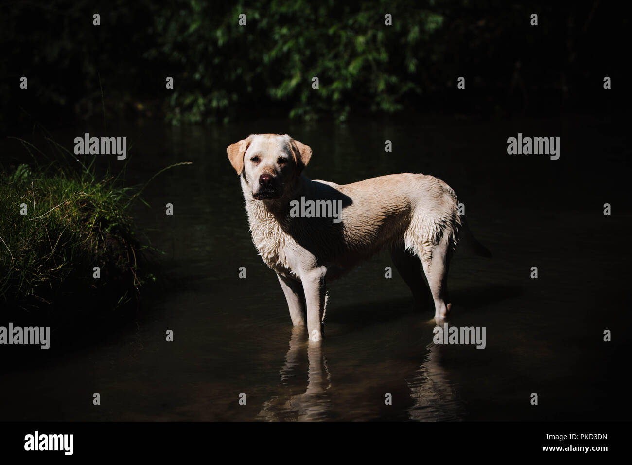 Un Golden Labrador cane in piedi in un lago e guardando la telecamera. Foto Stock