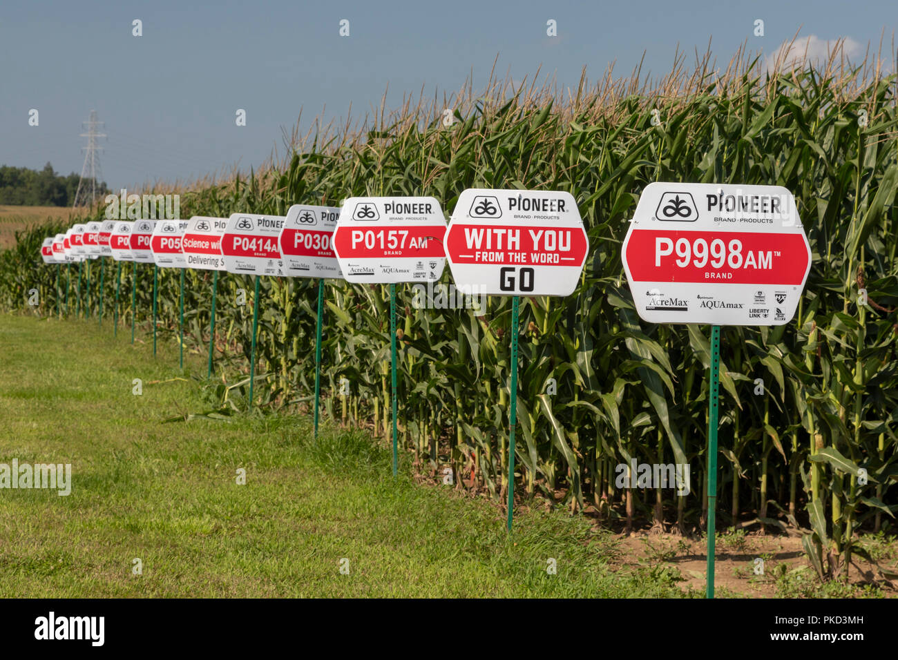 Galien, Michigan - varietà di mais crescente a partire da sementi prodotte da pioniere, un'azienda DuPont. Quasi tutto il mais coltivato negli Stati Uniti è genetico Foto Stock