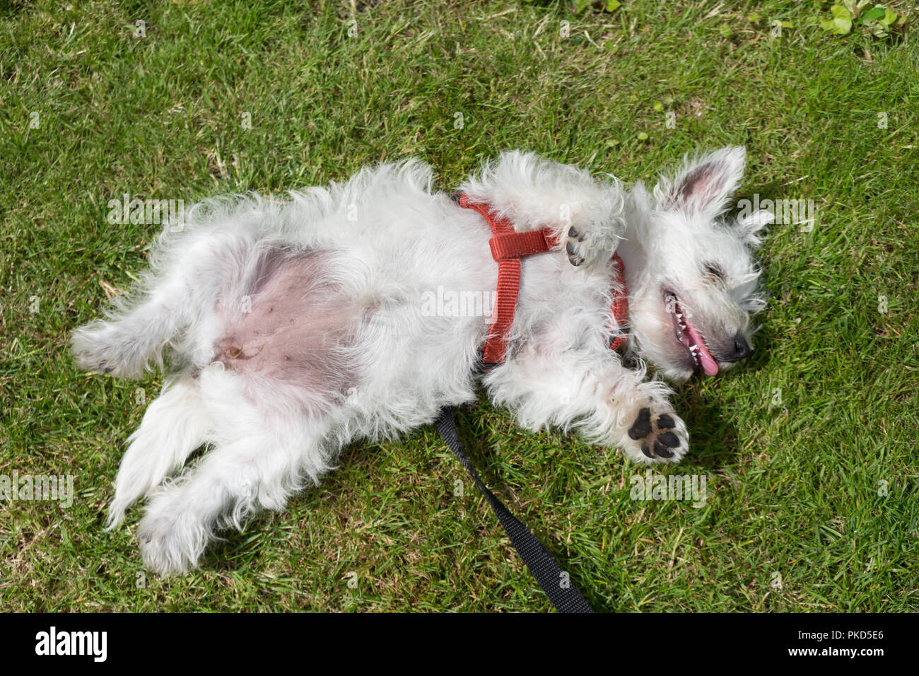 West Highland White Terrier, comunemente noto come un Westie. Rotolando sull'erba la riproduzione. Foto Stock