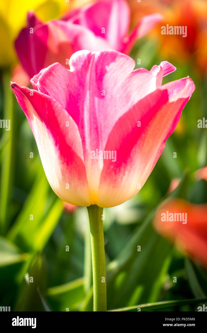 Paesi bassi,Lisse,l'Europa, close-UP DI ROSA TULIP Foto Stock