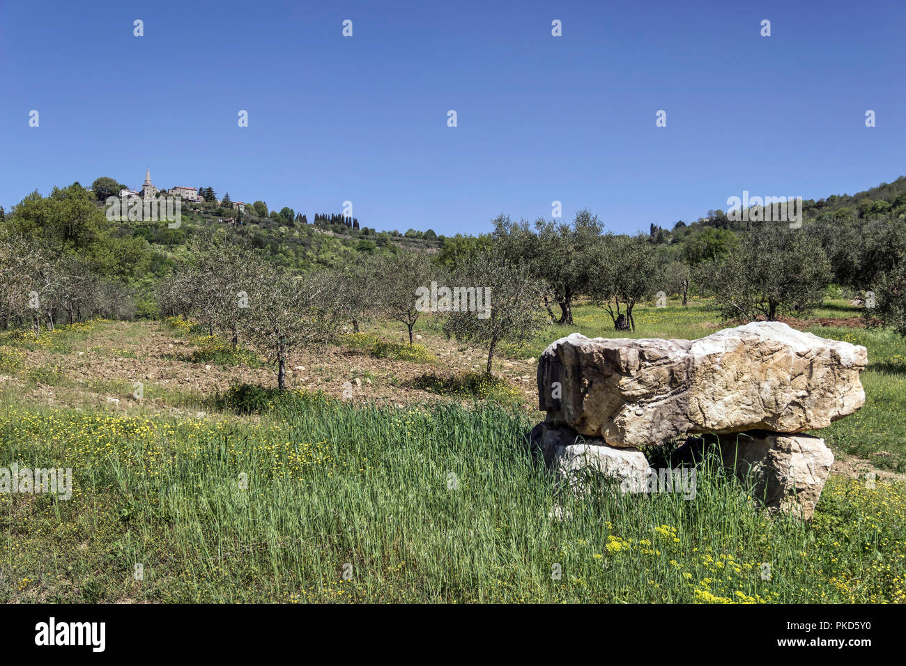 Istria centrale (Istria), Croazia - antica struttura in pietra collocati in uno degli oliveti che circonda la città medievale di Grisignana (Groznjan) Foto Stock