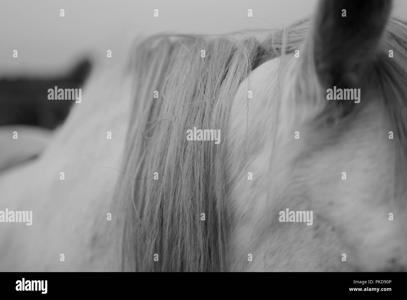 Una immagine in bianco e nero dell'orecchio, la testa, il collo e la criniera di un cavallo bianco. Foto Stock