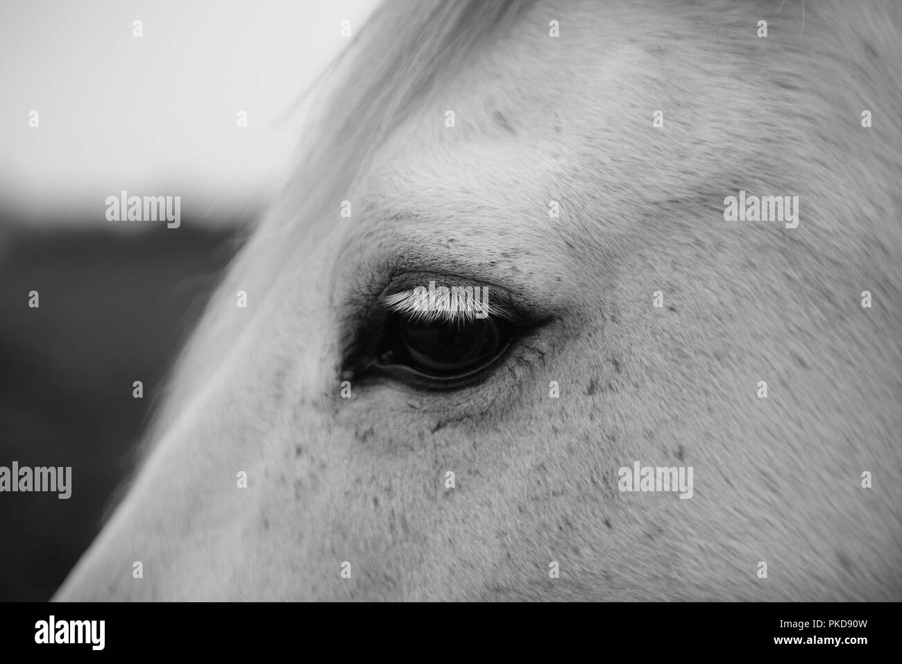 Una immagine in bianco e nero di un occhio di un cavallo bianco. Foto Stock