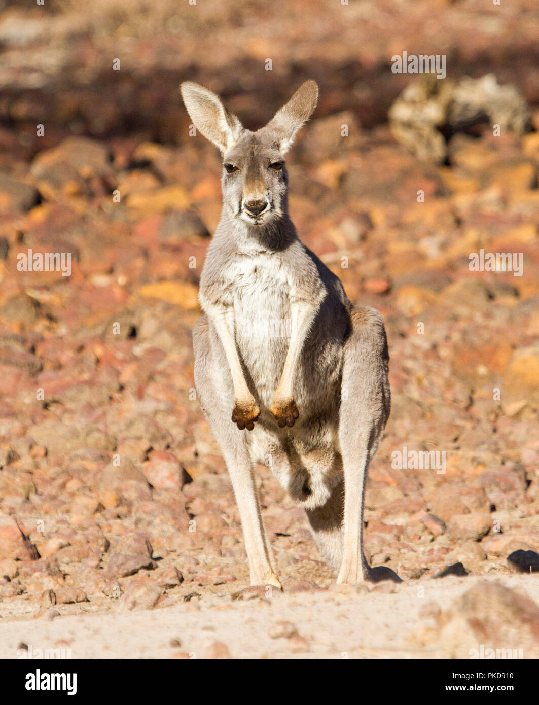 Canguro rosso, Macropus rufus, su brulle anima rossa di outback australiano durante la siccità, fissando la telecamera, in corrispondenza di zone golenali Culgoa National Park, QLD Foto Stock