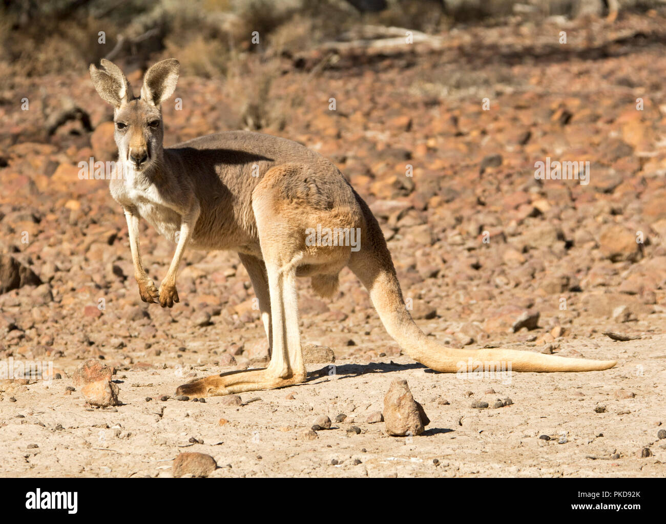 Canguro rosso, Macropus rufus, su brulle anima rossa di outback australiano durante la siccità, fissando la telecamera, in corrispondenza di zone golenali Culgoa National Park, QLD Foto Stock