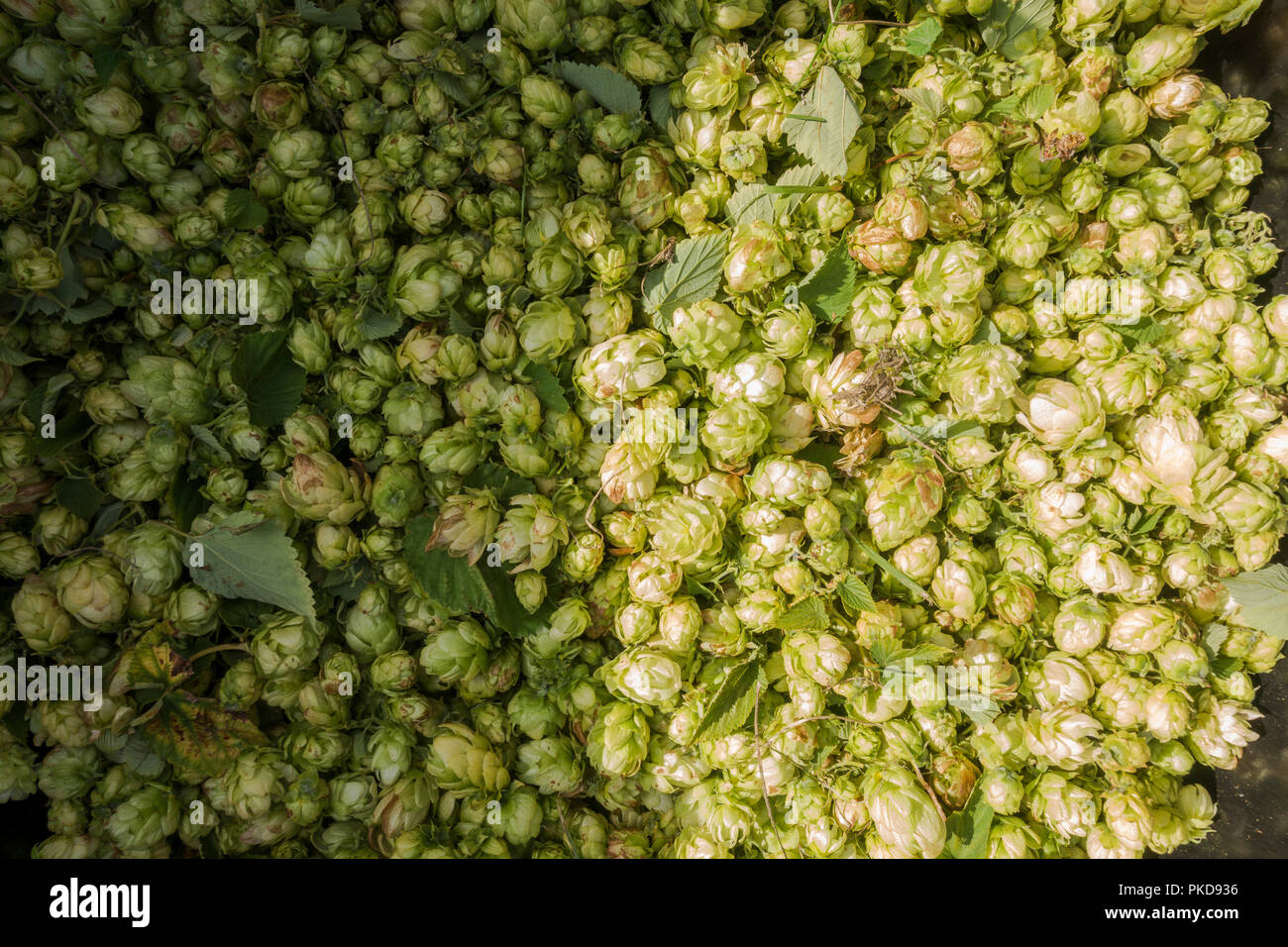 Il luppolo, fiori di luppolo raccolti per la birra rendendo, Limburgo, Paesi Bassi. Foto Stock