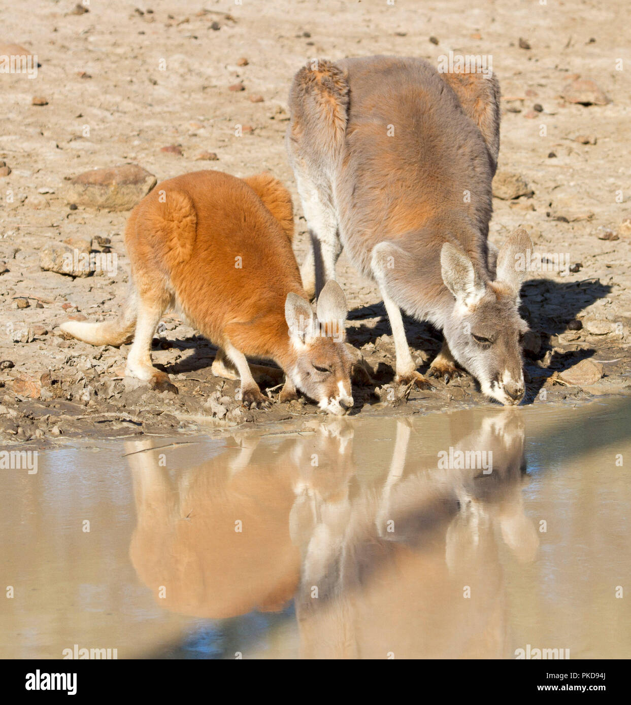 Coppia di canguri rossi, Macropus rufus, Bere & riflessa nelle calme acque del torrente durante la siccità in outback Australia Foto Stock