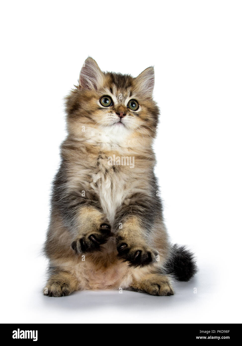 Fluffy British Longhair Cat kitten riproduzione / seduta sulle zampe posteriori come meerkat guardando in alto isolato su sfondo bianco Foto Stock