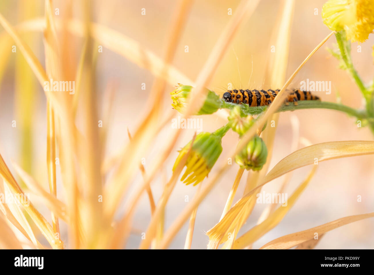 Coloratissima immagine ravvicinata di un nero giallo listati caterpillar tra fiori e piante Foto Stock