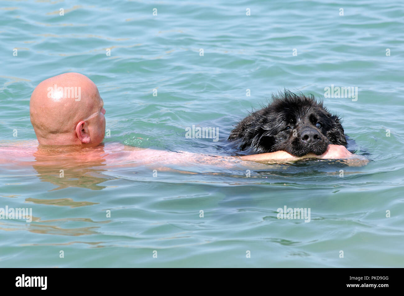 Terranova - Piscina - Salvataggio (canis familiaris) Terre-Neuve - Nageant  - Sauvetage Foto stock - Alamy