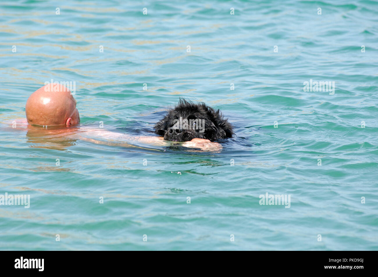 Terranova - Piscina - Salvataggio (canis familiaris) Terre-Neuve - Nageant - Sauvetage Foto Stock