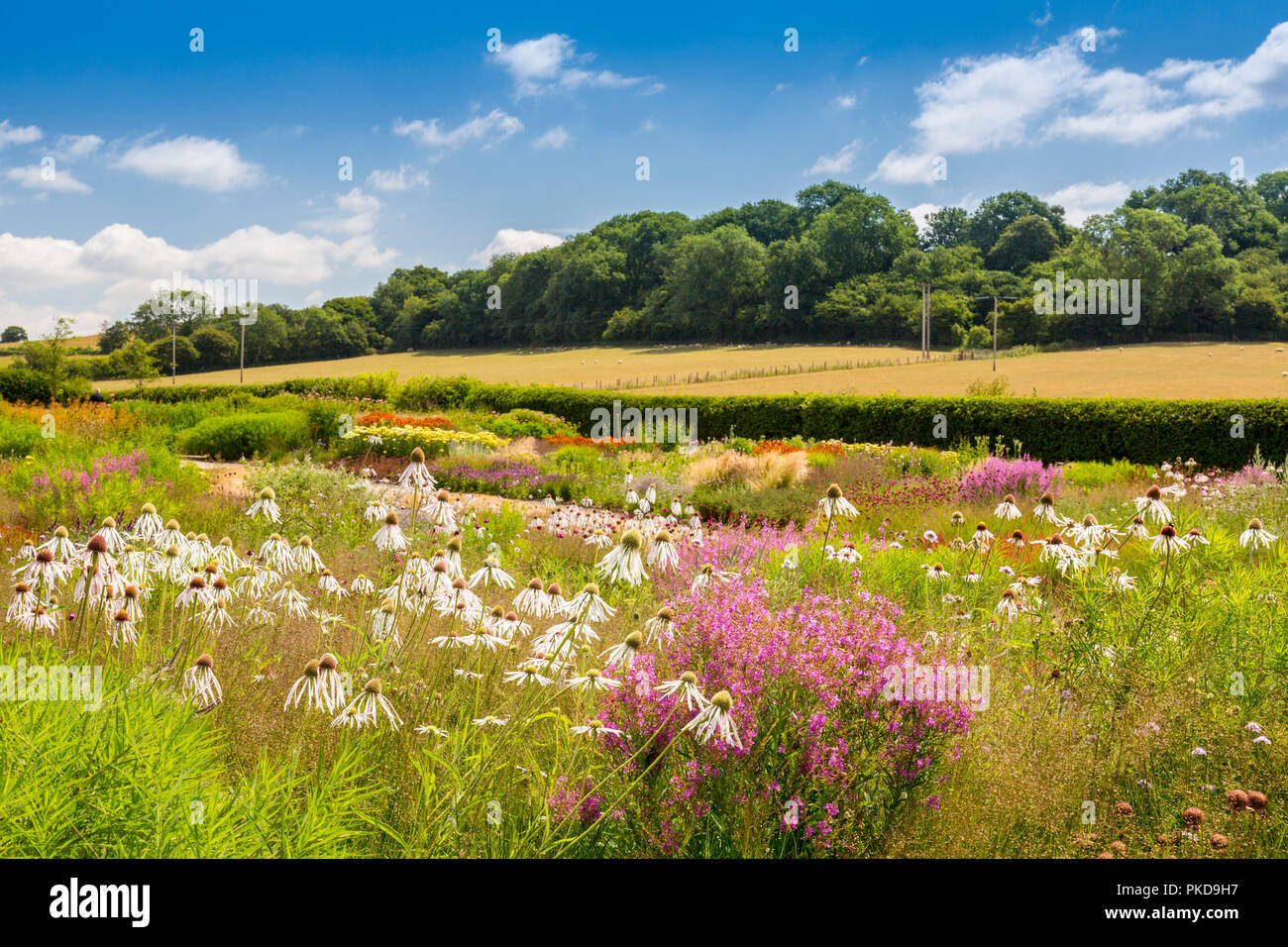 La ricchezza dei colori di designer Piet Oudolf's 2015 'Oudolf campo dell' giardino alla Hauser & Wirth Gallery, Durslade Farm, Bruton, Somerset, Inghilterra, Regno Unito Foto Stock