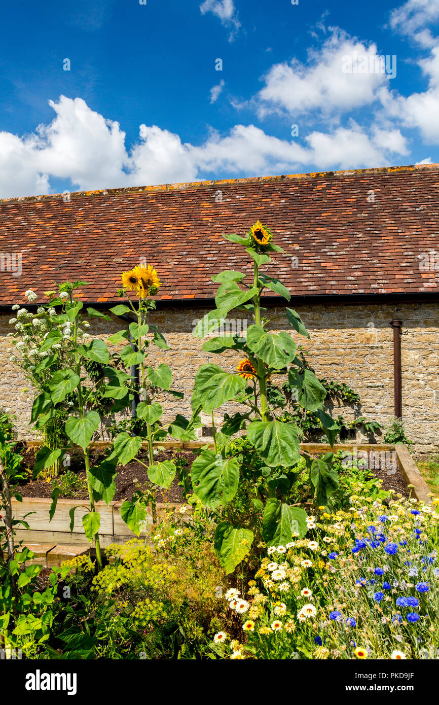 Letti sollevata è pieno di fiori e di ortaggi in cucina giardino alla Hauser & Wirth Gallery, Durslade Farm, Bruton, Somerset, Inghilterra, Regno Unito Foto Stock