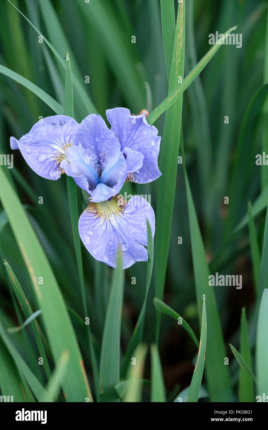 Iris sibirica bordo argento siberiano Iris bordo argento, Iris bordo argento in fiore Foto Stock