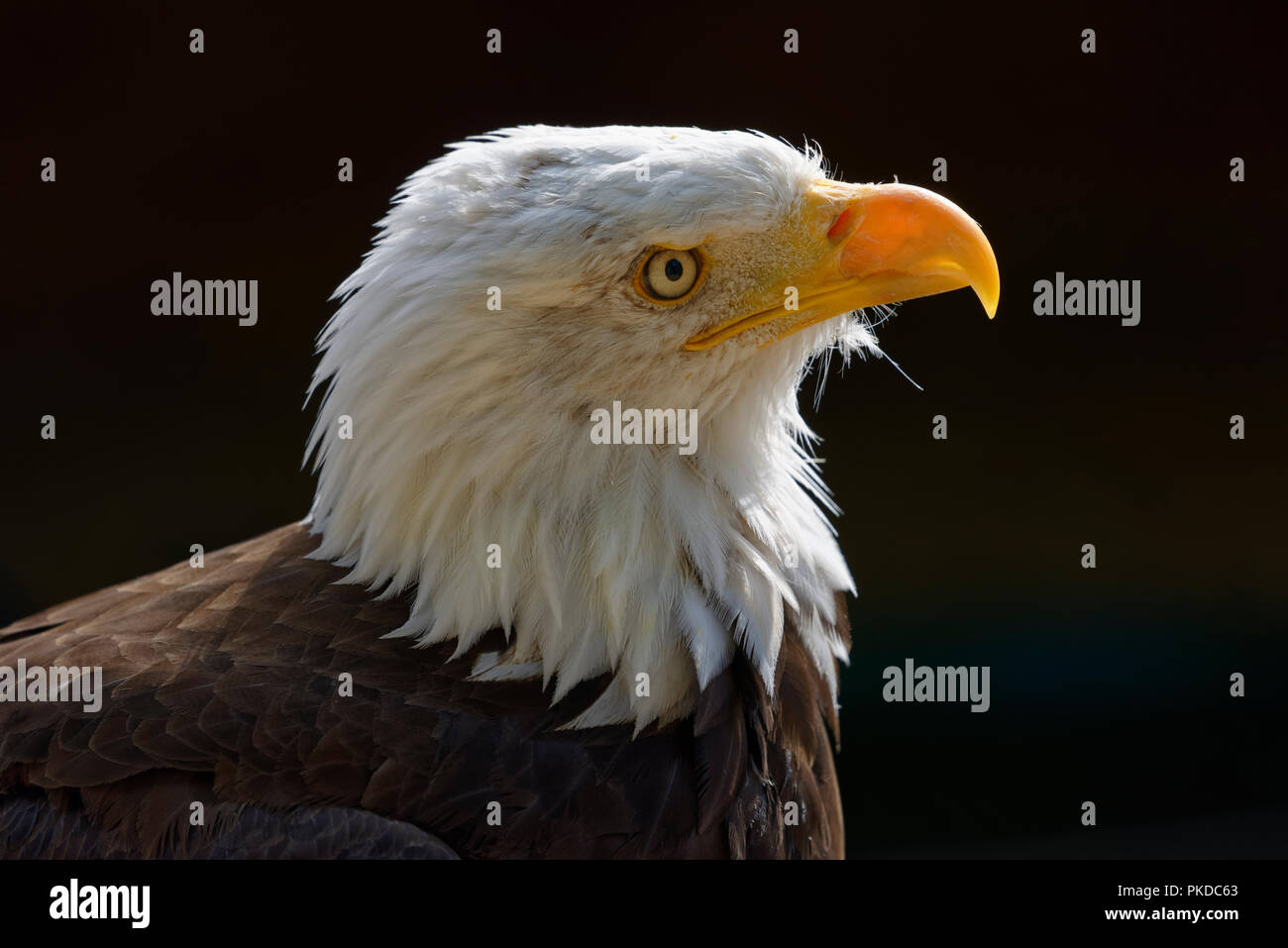 Un North American aquila calva chiamato Danebury che vive al Hawk Conservancy Trust uno specialista rapace Conservation Centre near Andover, Regno Unito Foto Stock