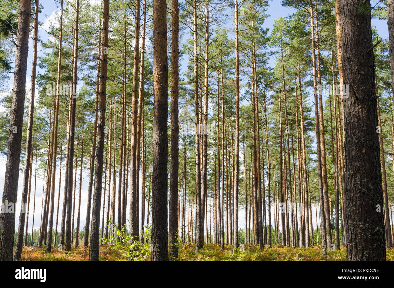 Luminosa e bella foresta di alberi di pino con alti tronchi di alberi Foto Stock