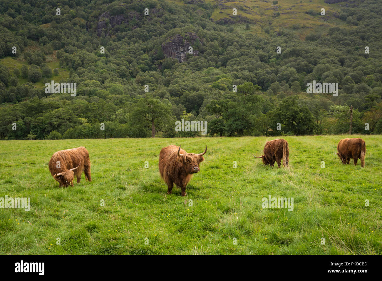 Highland scozzesi bovini, Ben Nevis, Highlands scozzesi, Scotland, Regno Unito Foto Stock
