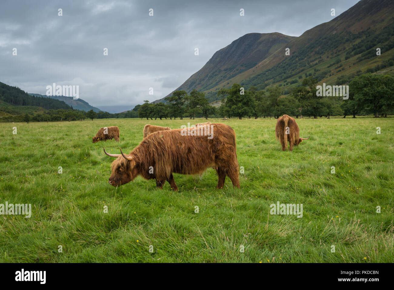 Highland scozzesi bovini, Ben Nevis, Highlands scozzesi, Scotland, Regno Unito Foto Stock
