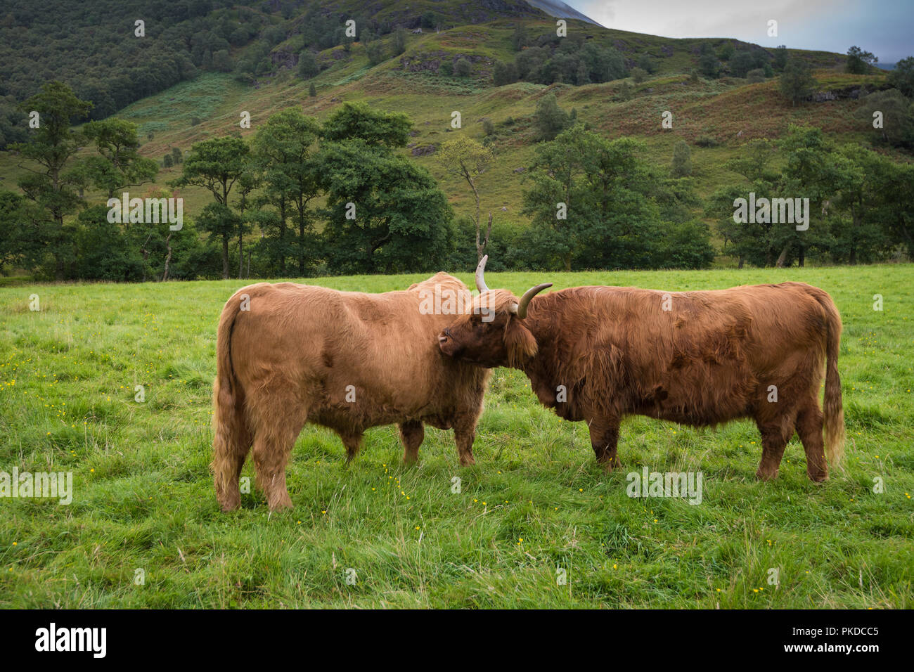 Latte di mucca e di Bull, Scottish Highland bovini, Ben Nevis, Highlands scozzesi, Scotland, Regno Unito Foto Stock