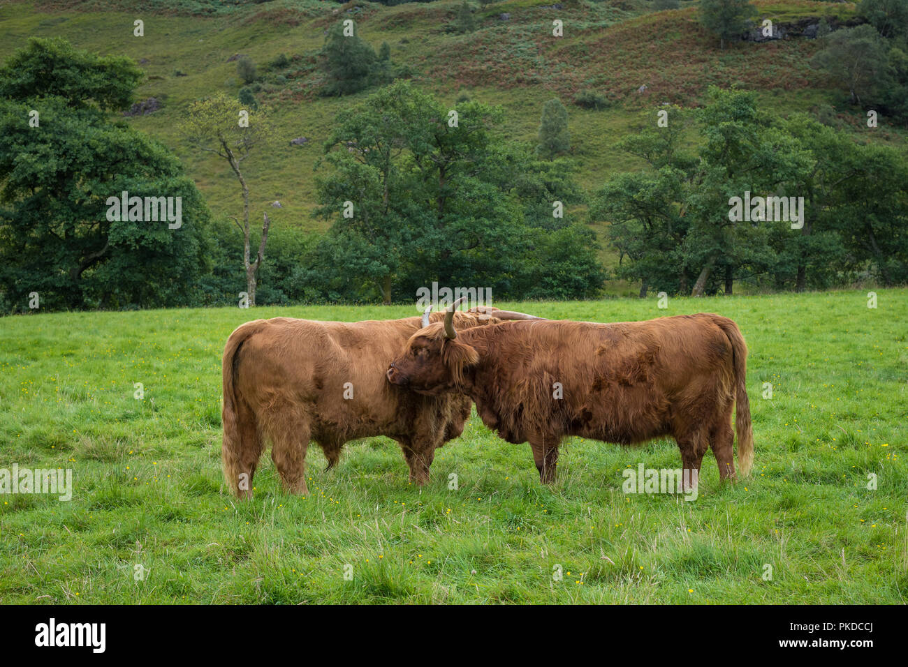 Latte di mucca e di Bull, Scottish Highland bovini, Ben Nevis, Highlands scozzesi, Scotland, Regno Unito Foto Stock