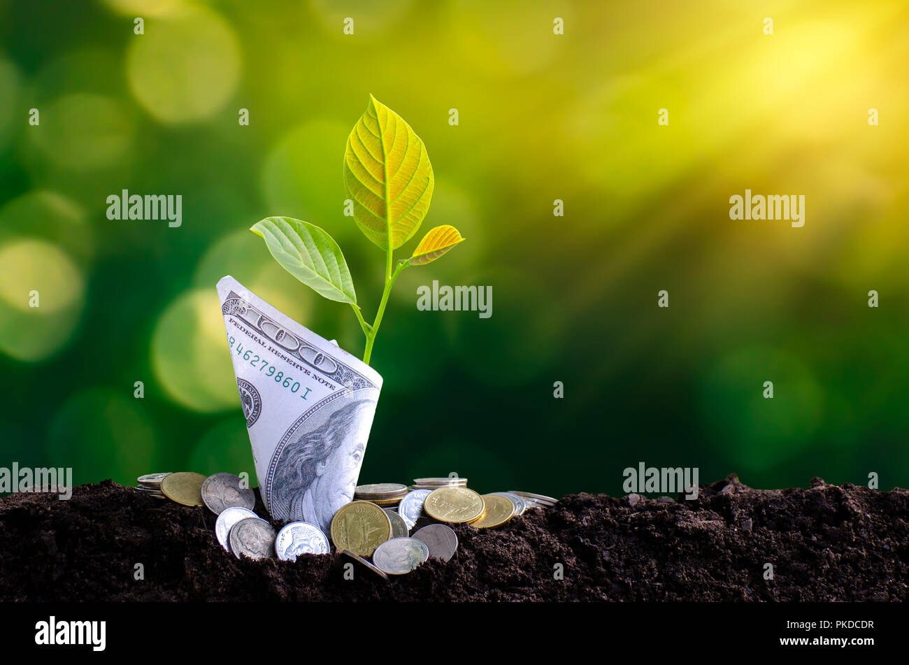 Banconote tree immagine della banconota con coltivazione di piante in alto per il business green fondo naturale di risparmiare denaro e di investimento Concetto finanziario Foto Stock