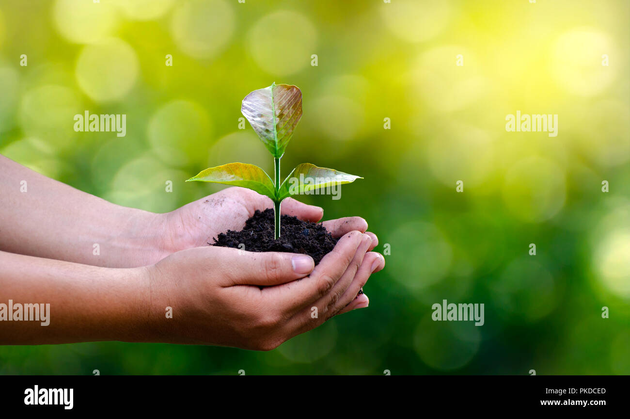 Ambiente nelle mani di alberi che crescono i semenzali. Bokeh sfondo verde femmina lato albero di trattenimento sul campo di natura foresta di erba concetto di conservazione Foto Stock