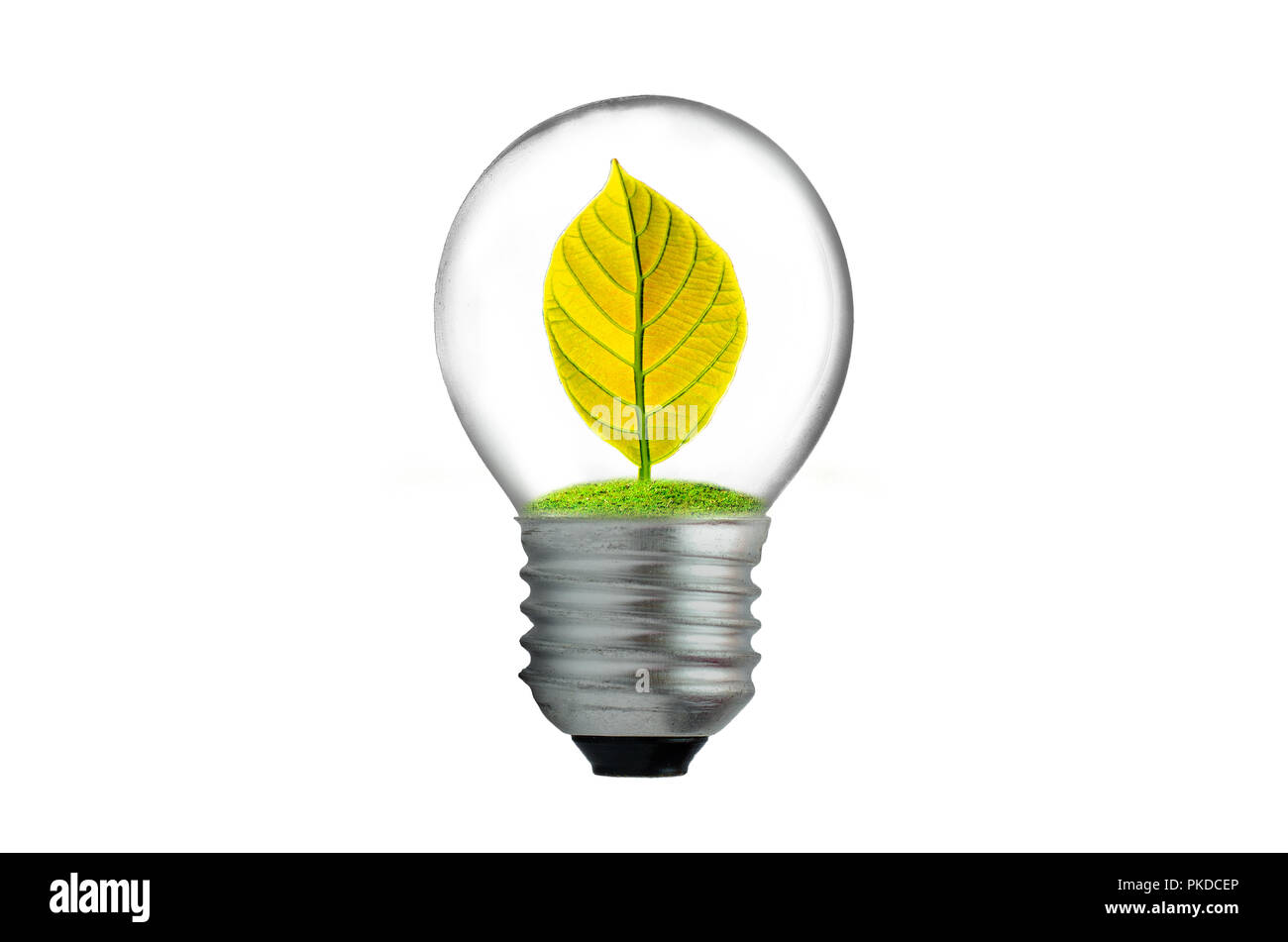 La lampadina della luce di foglie in uno sfondo bianco isolare Foto Stock