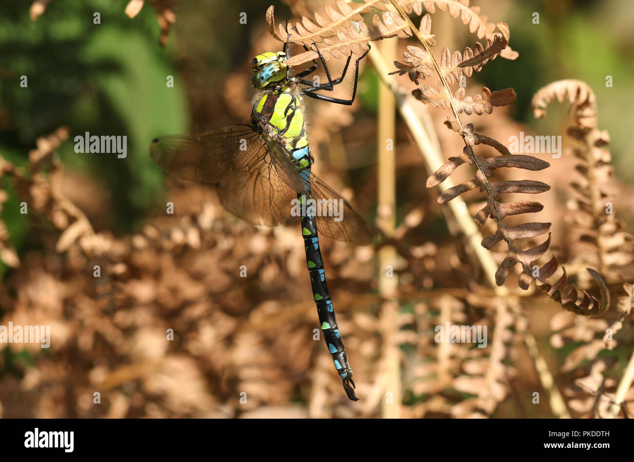 Una bella Southern Hawker Dragonfly (Aeshna cyanea) appollaiate su bracken in una radura del bosco. Foto Stock