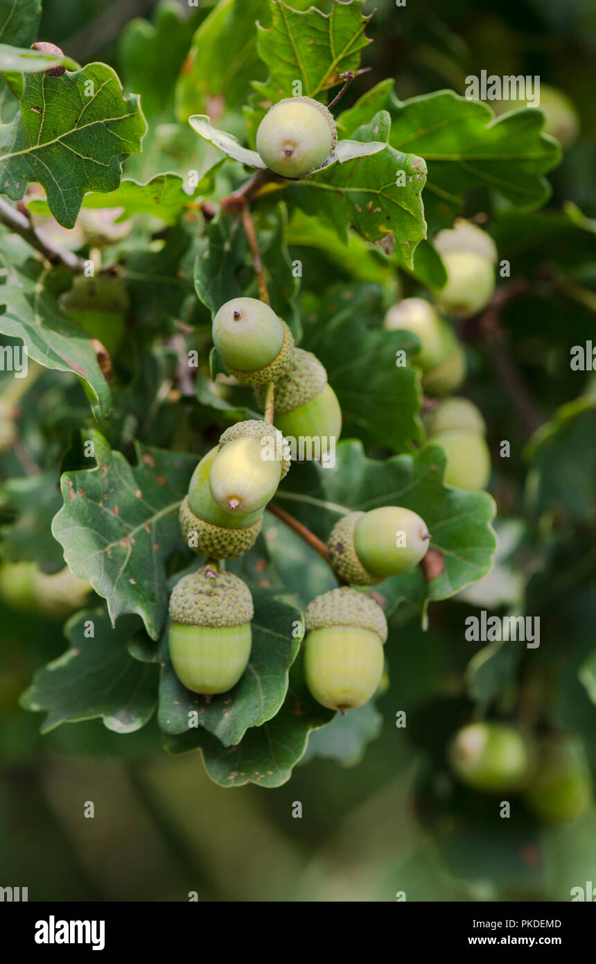 Frutto ghiande di Quercus robur, comunemente noto come Quercia farnia, europeo o in legno di quercia farnia, Paesi Bassi. Foto Stock