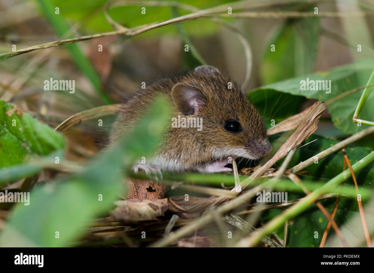 Topo da legno (Apodemus sylvaticus), Paesi Bassi. Foto Stock